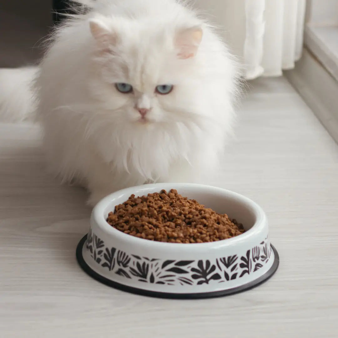 Kedi Mama Kabı Kaç Cm Olmalı?