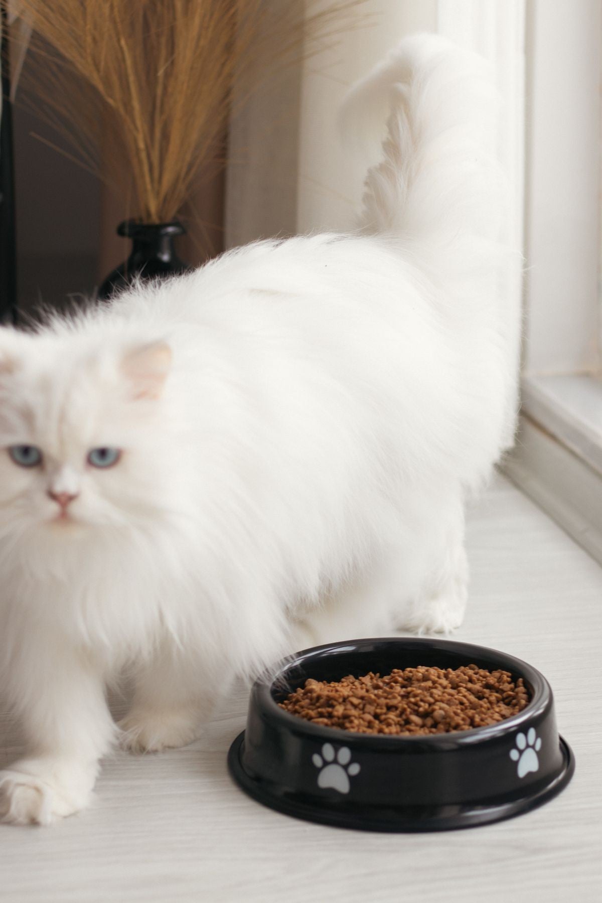 Emaye Kedi Köpek Mama ve Su Kabı Pati Desen