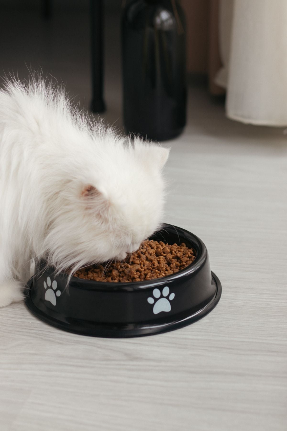 Emaye Kedi Köpek Mama ve Su Kabı Pati Desen